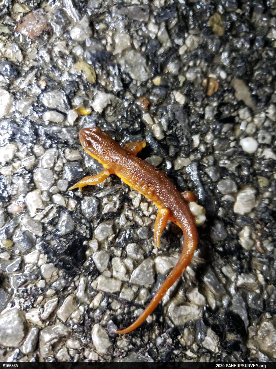 Red-spotted Newt
