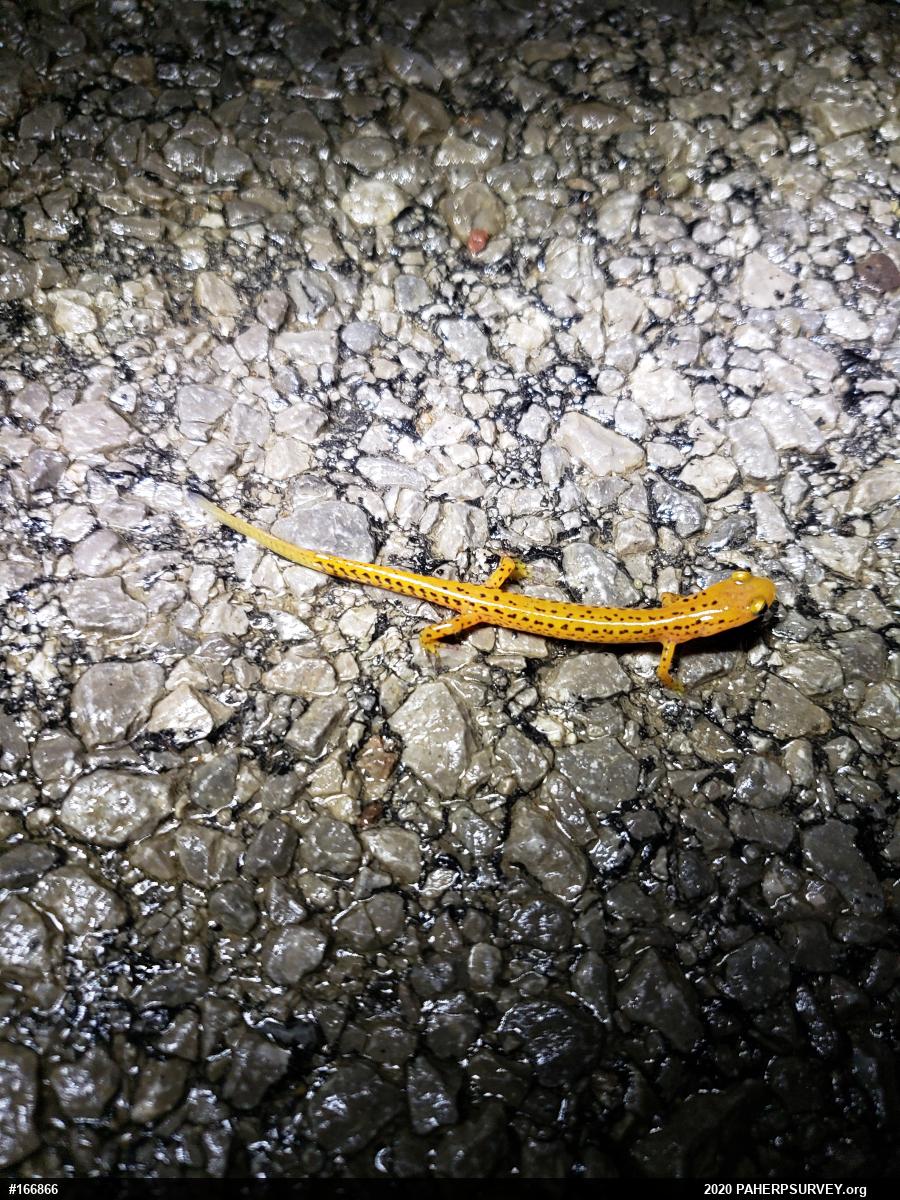Eastern Long-tailed Salamander