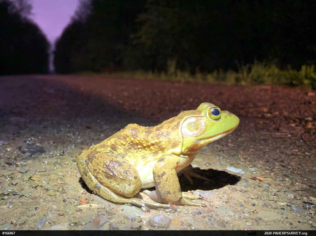 American Bullfrog