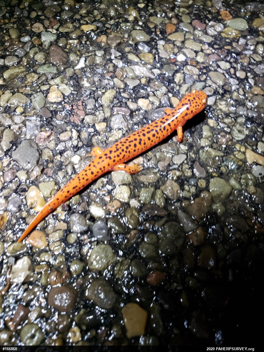 Northern Red Salamander