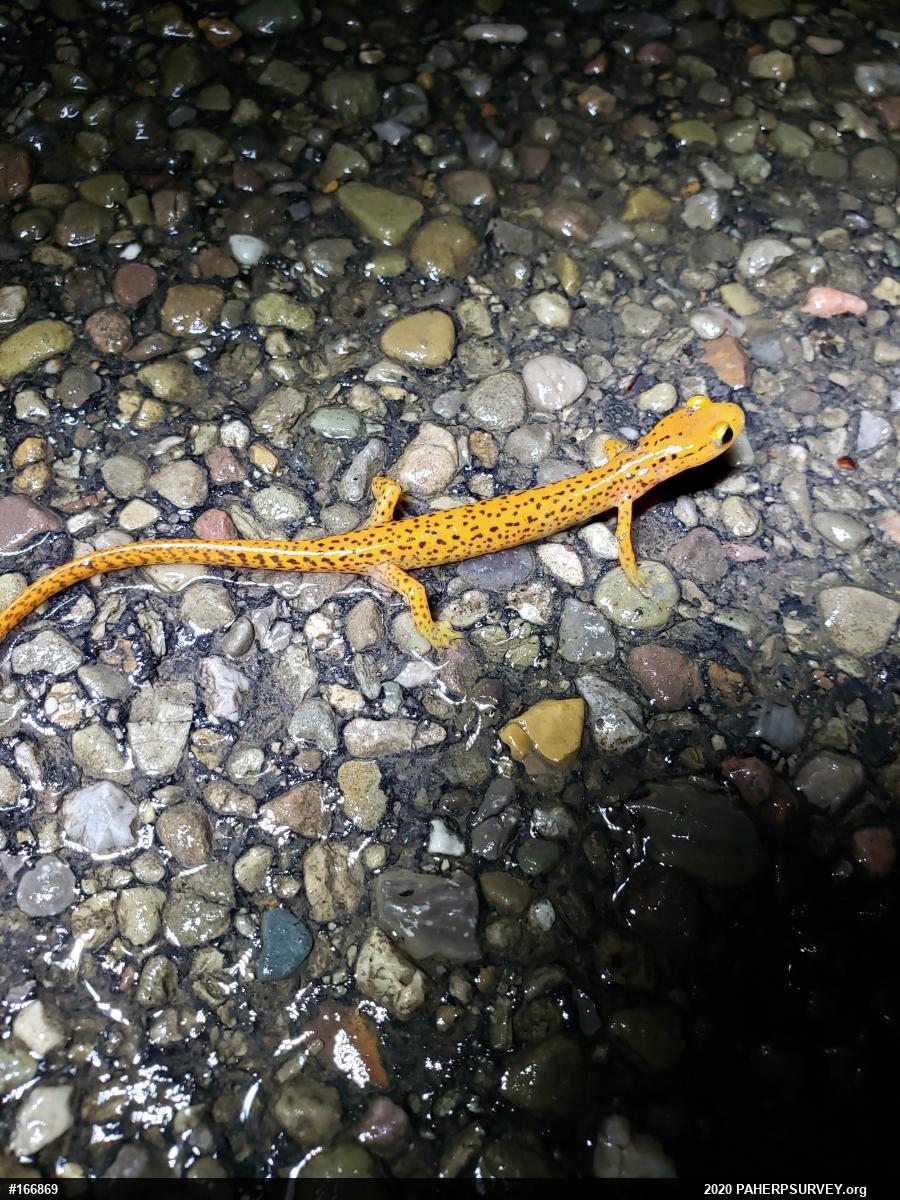 Eastern Long-tailed Salamander