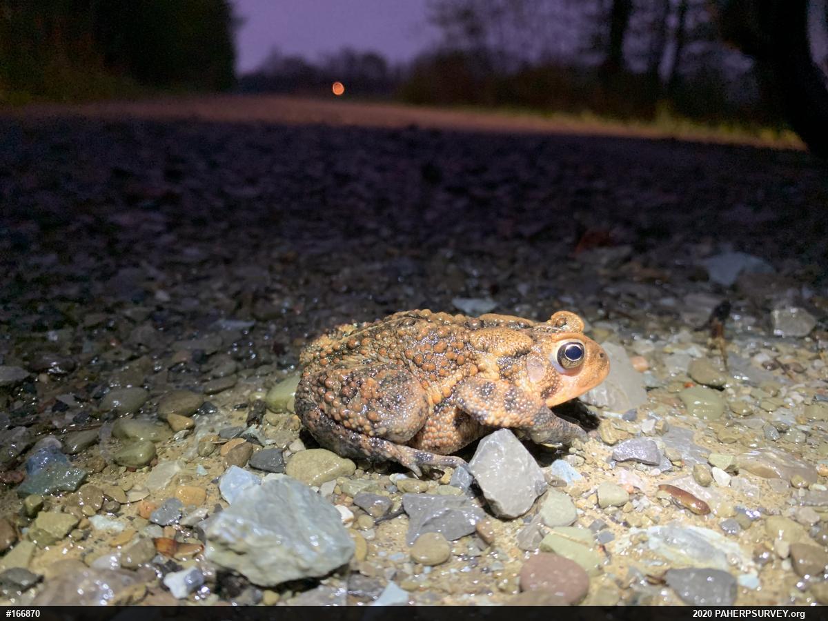Eastern American Toad