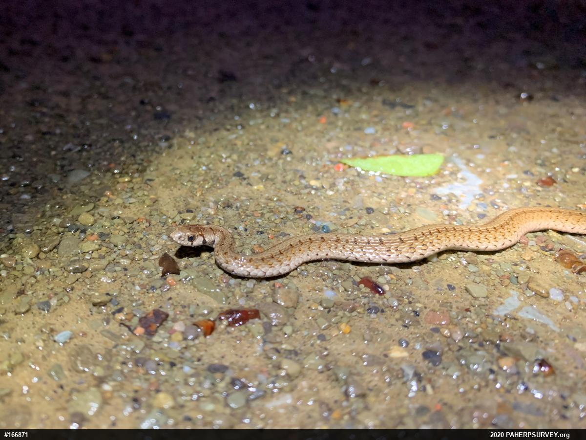 Dekay's Brownsnake