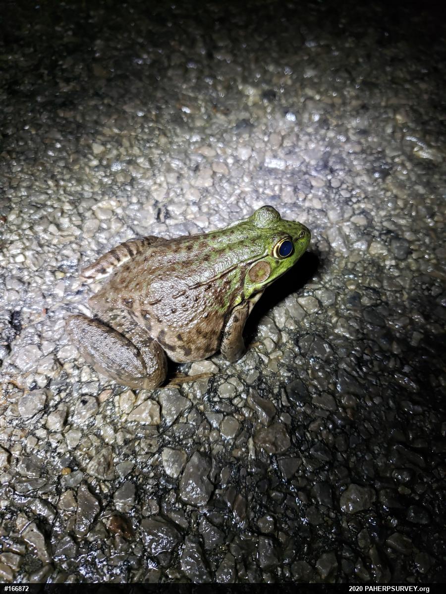 Green Frog