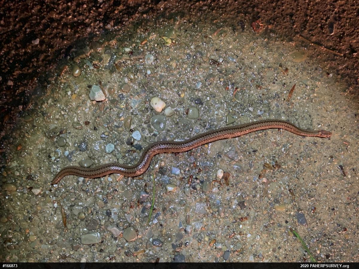 Red-bellied Snake