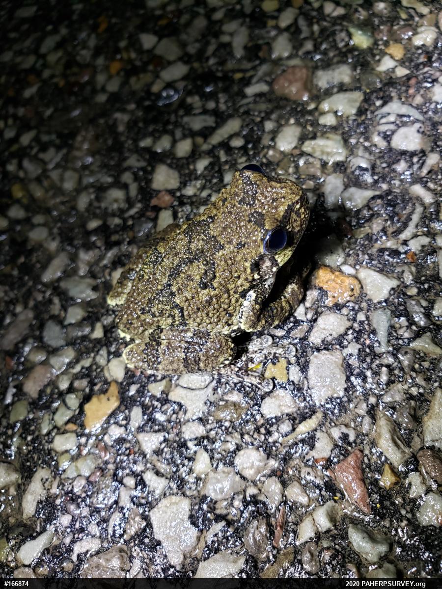 Unknown Gray Treefrog