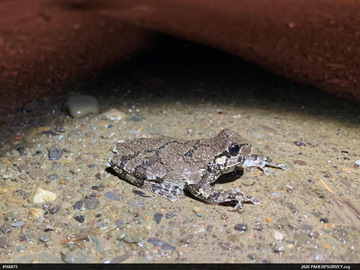 Unknown Gray Treefrog