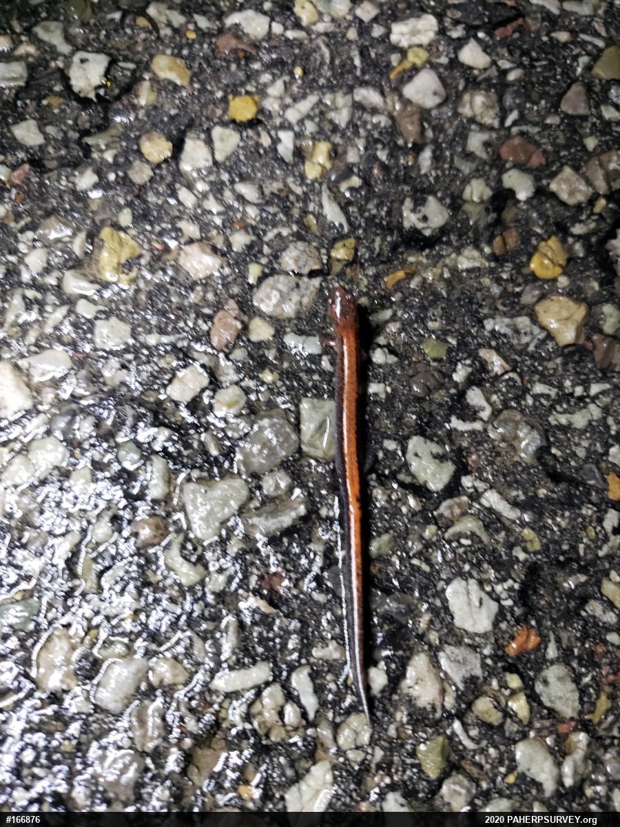 Eastern Red-backed  Salamander