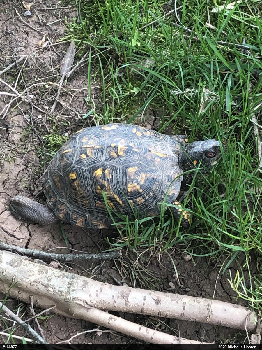 Eastern Box Turtle