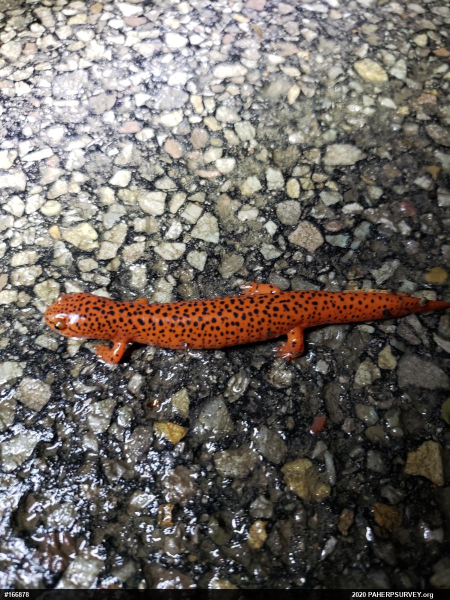 Northern Red Salamander