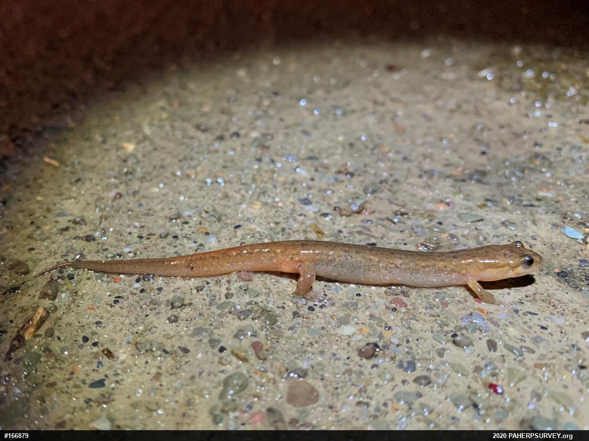 Northern Dusky Salamander