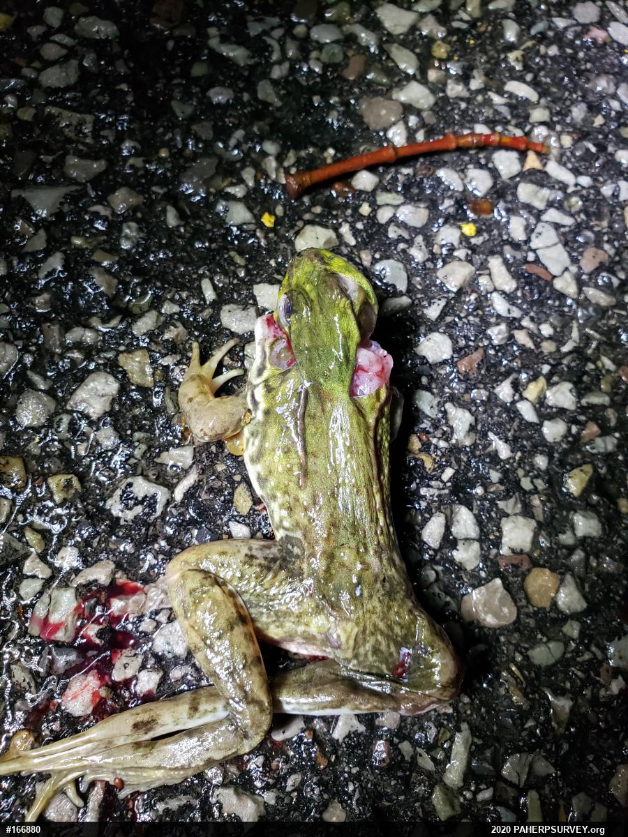 Green Frog
