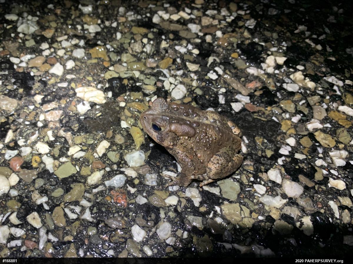 Eastern American Toad