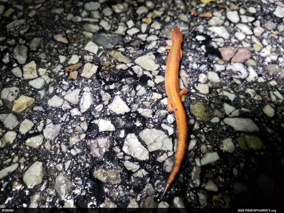 Eastern Red-backed  Salamander