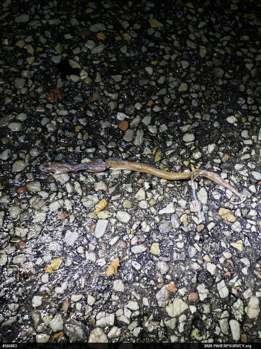 Dekay's Brownsnake