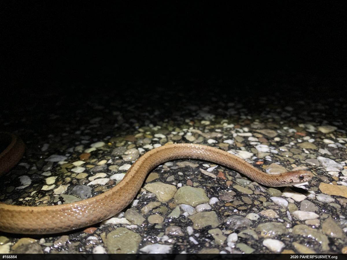 Dekay's Brownsnake