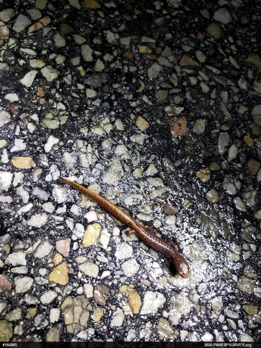 Four-toed Salamander