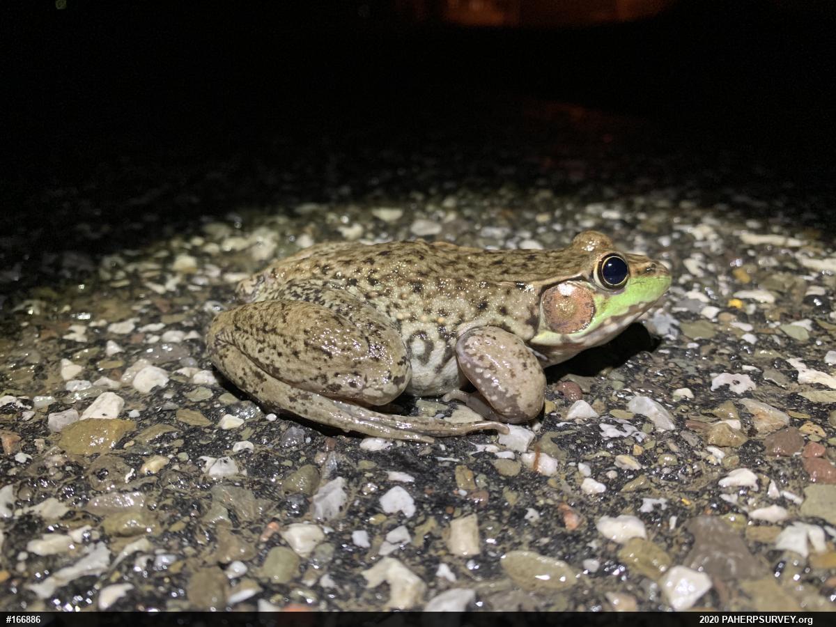 Green Frog