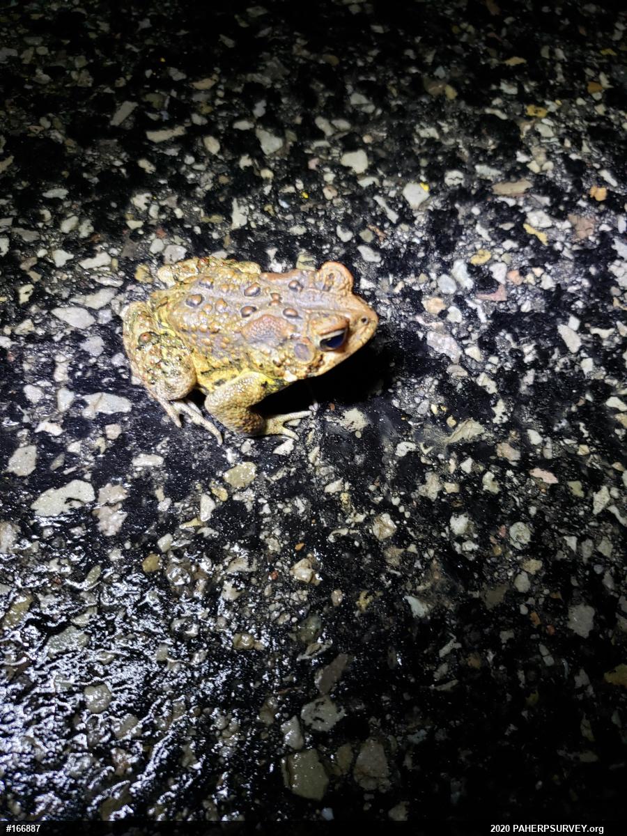Eastern American Toad
