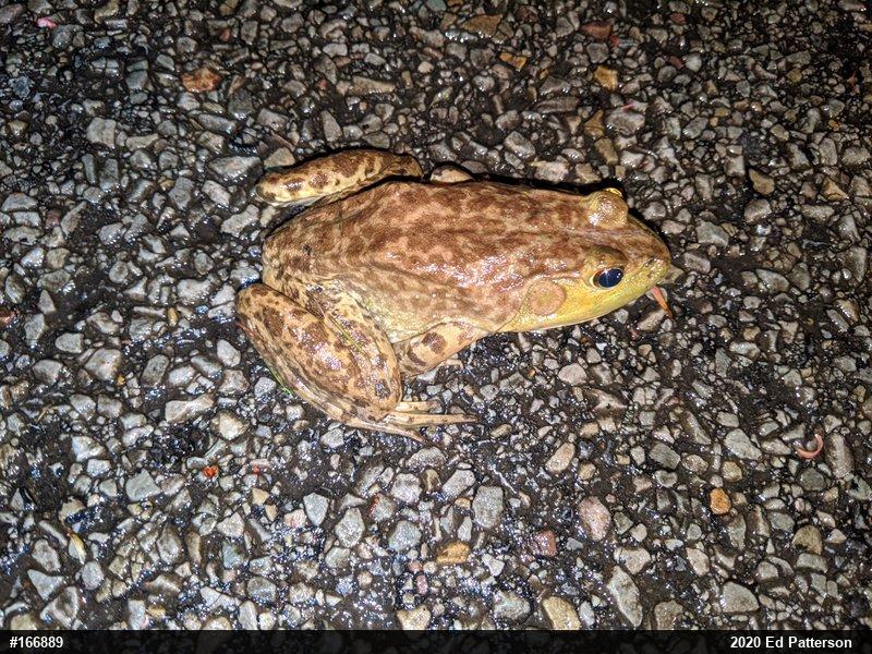 American Bullfrog