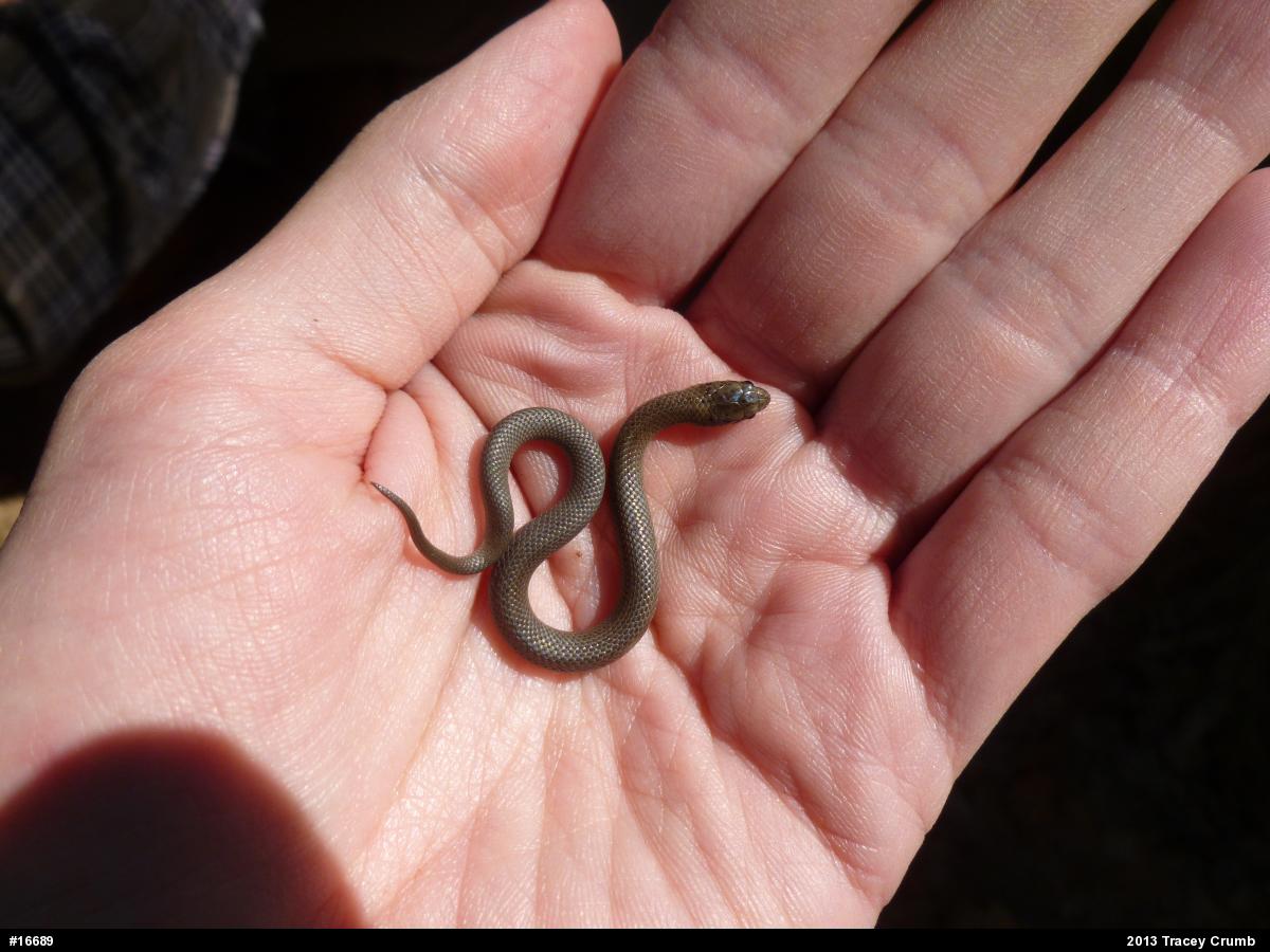 Mountain Earthsnake