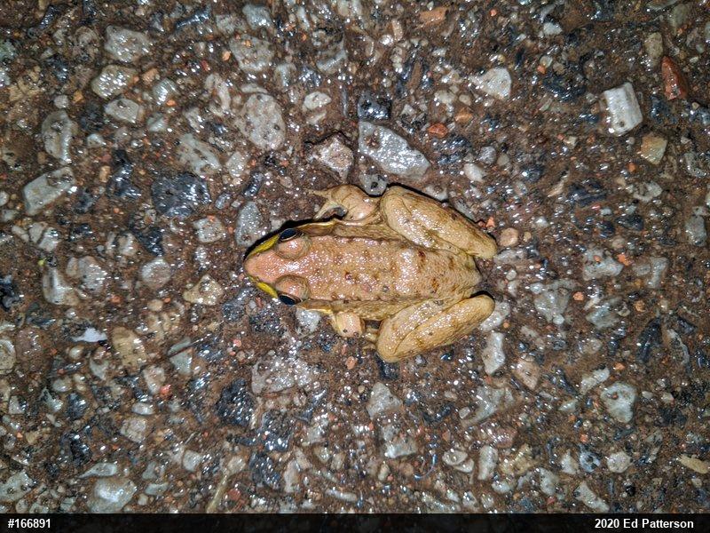 Green Frog