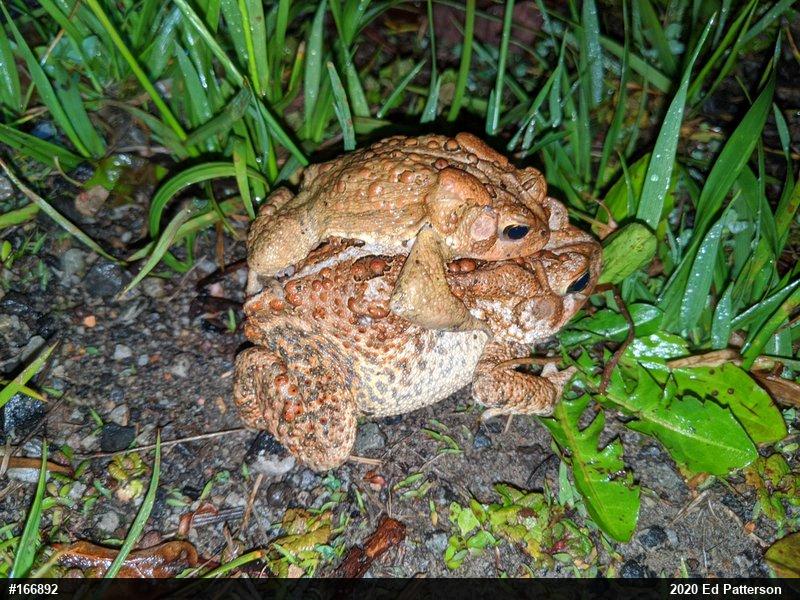 Eastern American Toad
