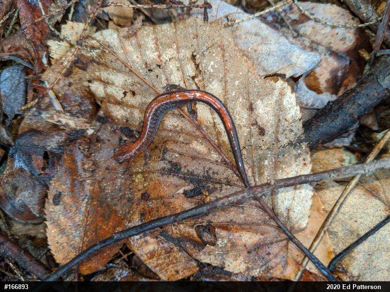Eastern Red-backed  Salamander