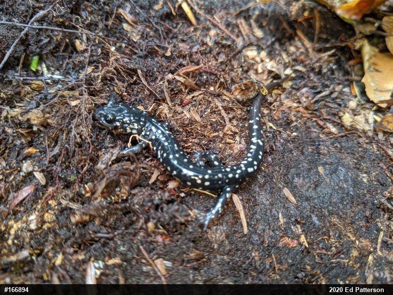 Northern Slimy Salamander