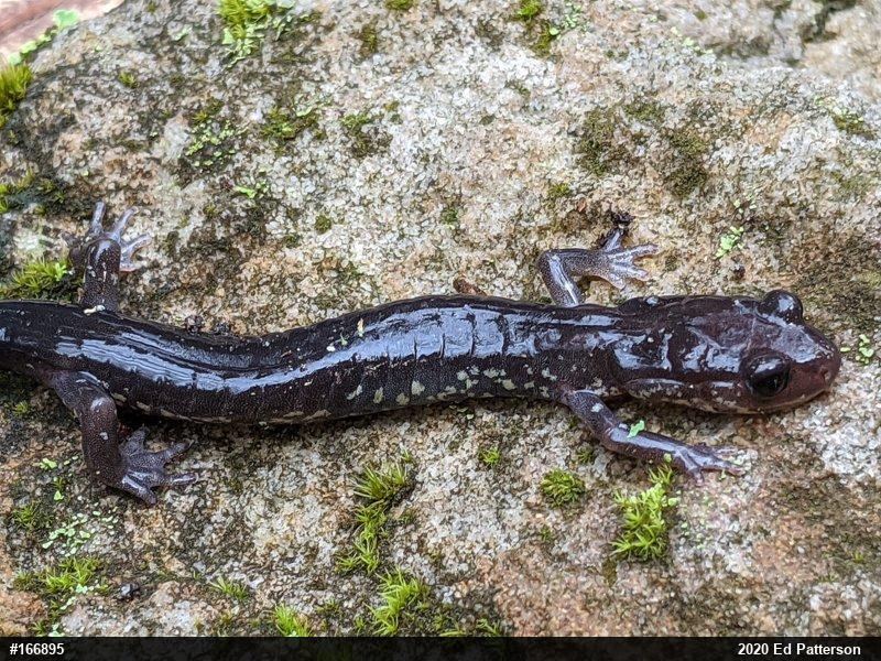 Wehrle's Salamander