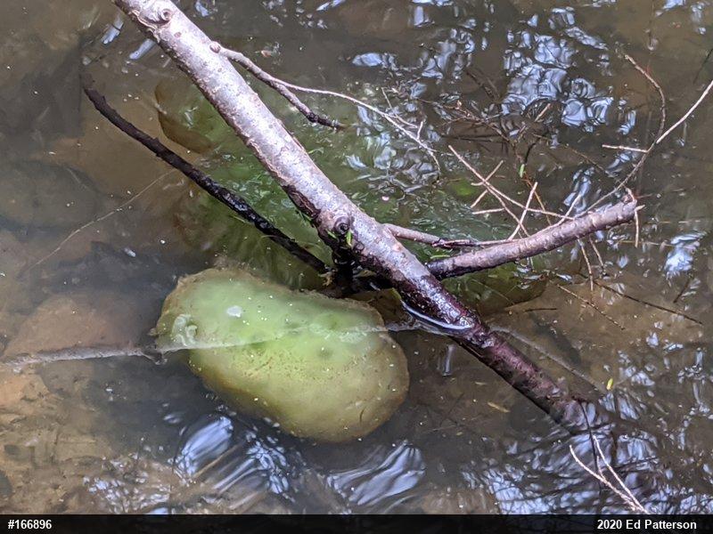 Spotted Salamander