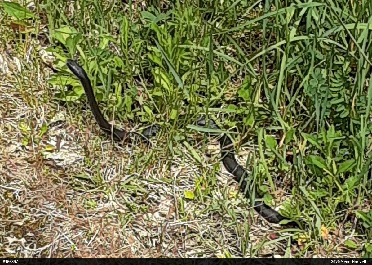 Northern Black Racer