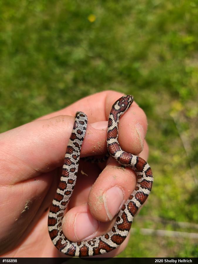Eastern Milksnake