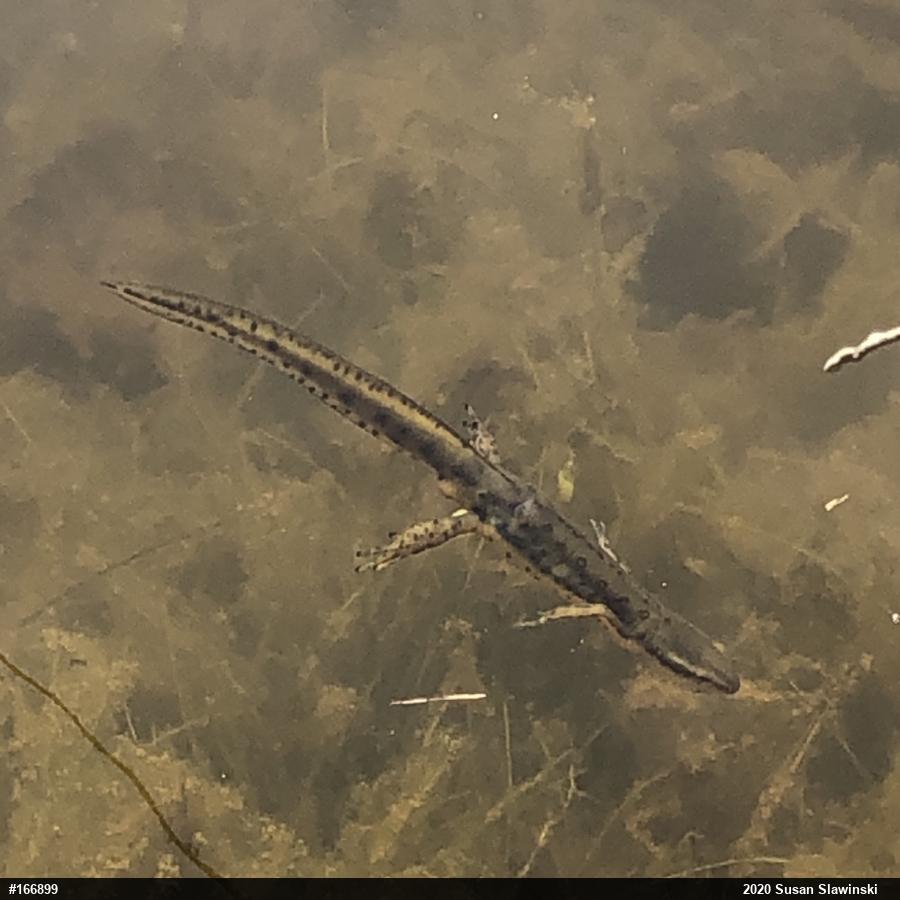 Red-spotted Newt