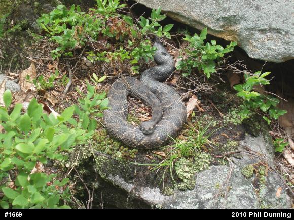 Timber Rattlesnake