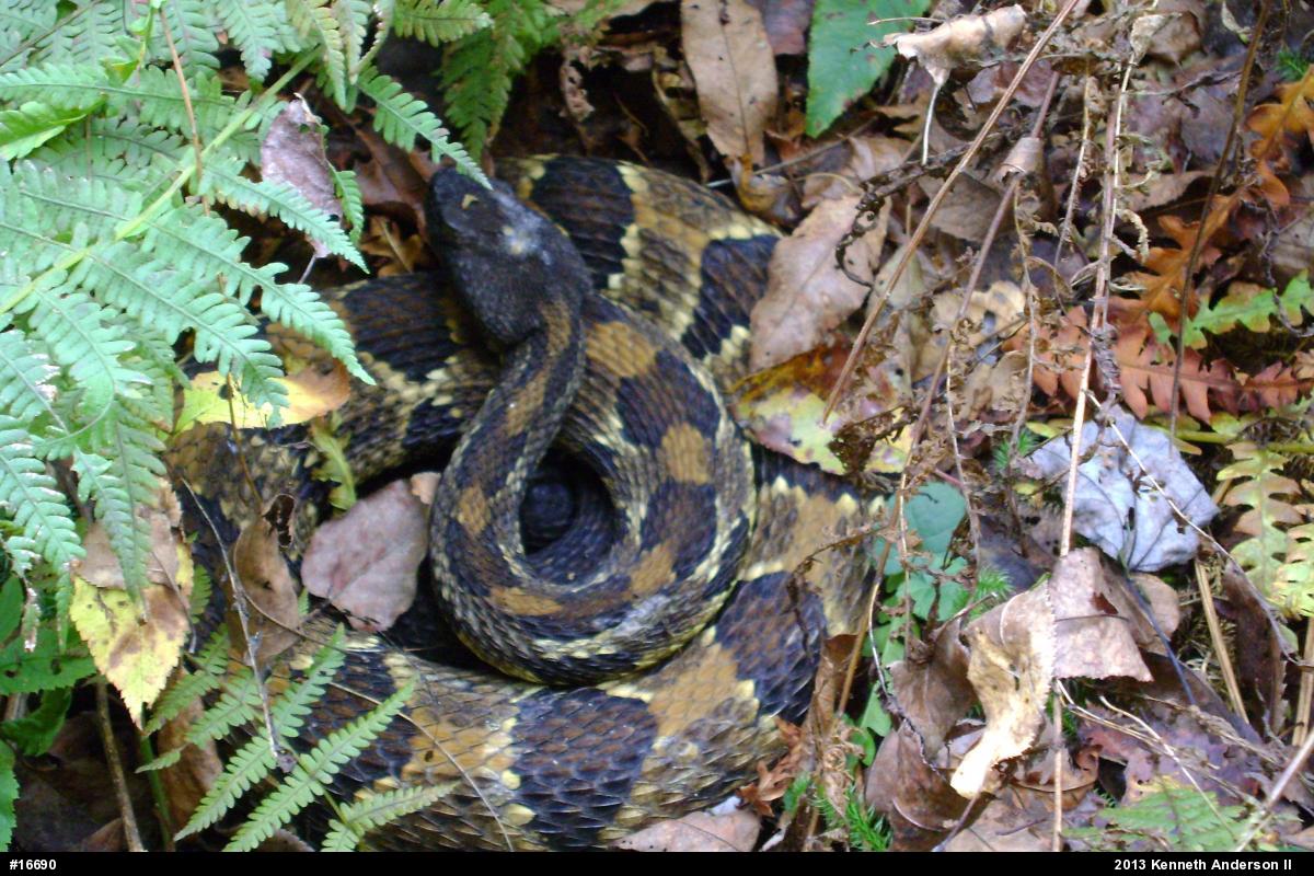 Timber Rattlesnake