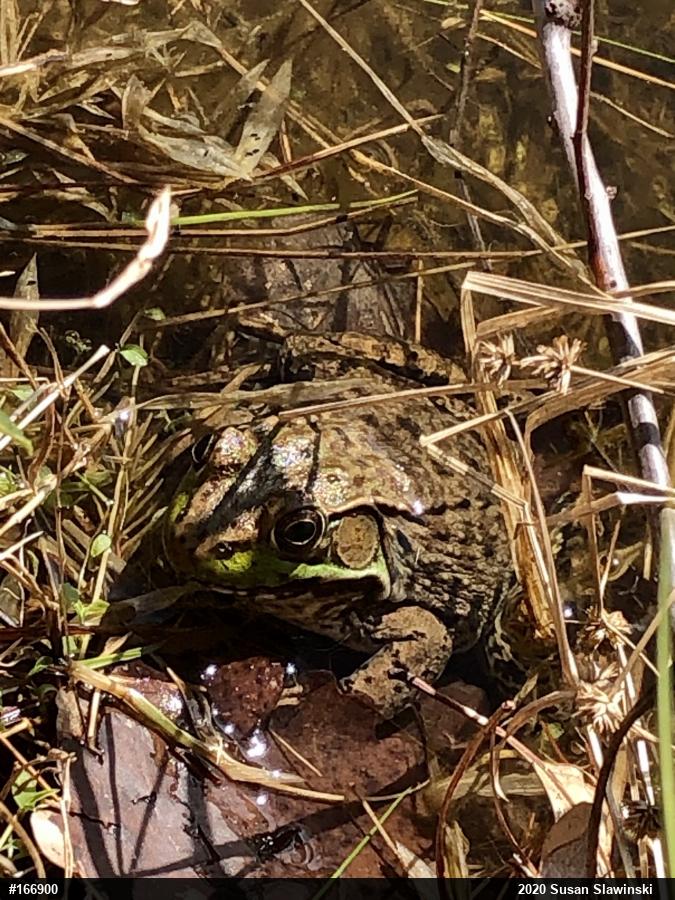 Green Frog