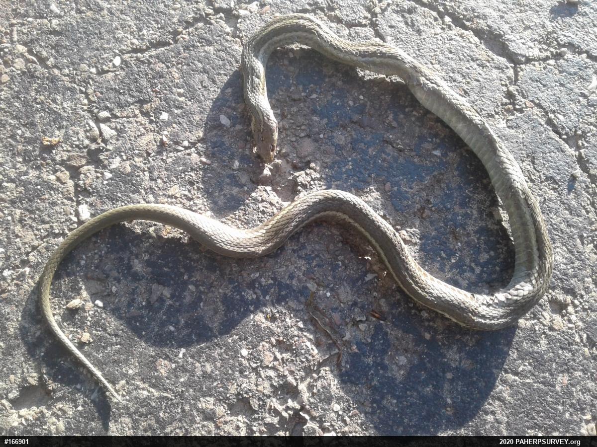 Shorthead Gartersnake