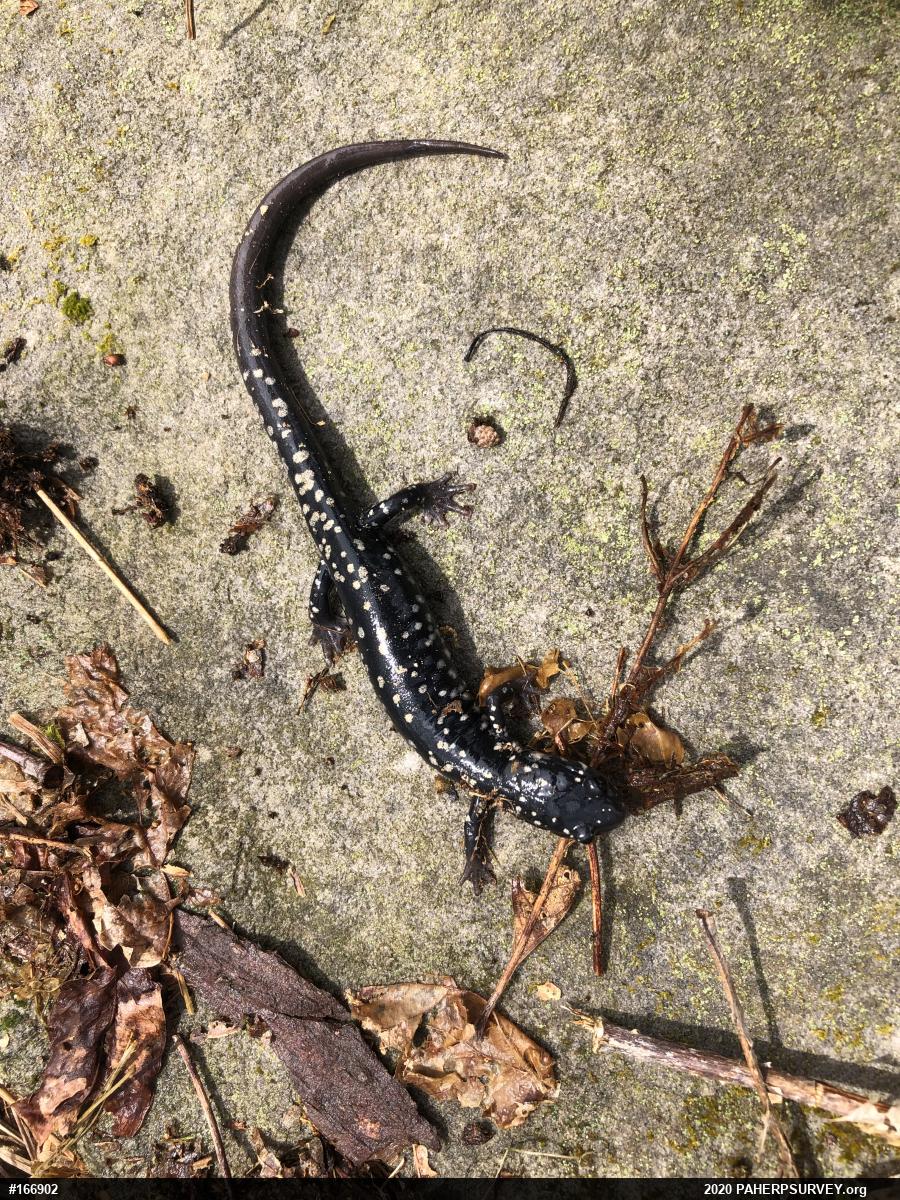 Northern Slimy Salamander