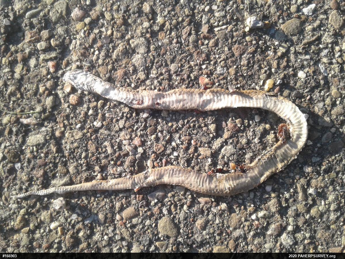 Dekay's Brownsnake