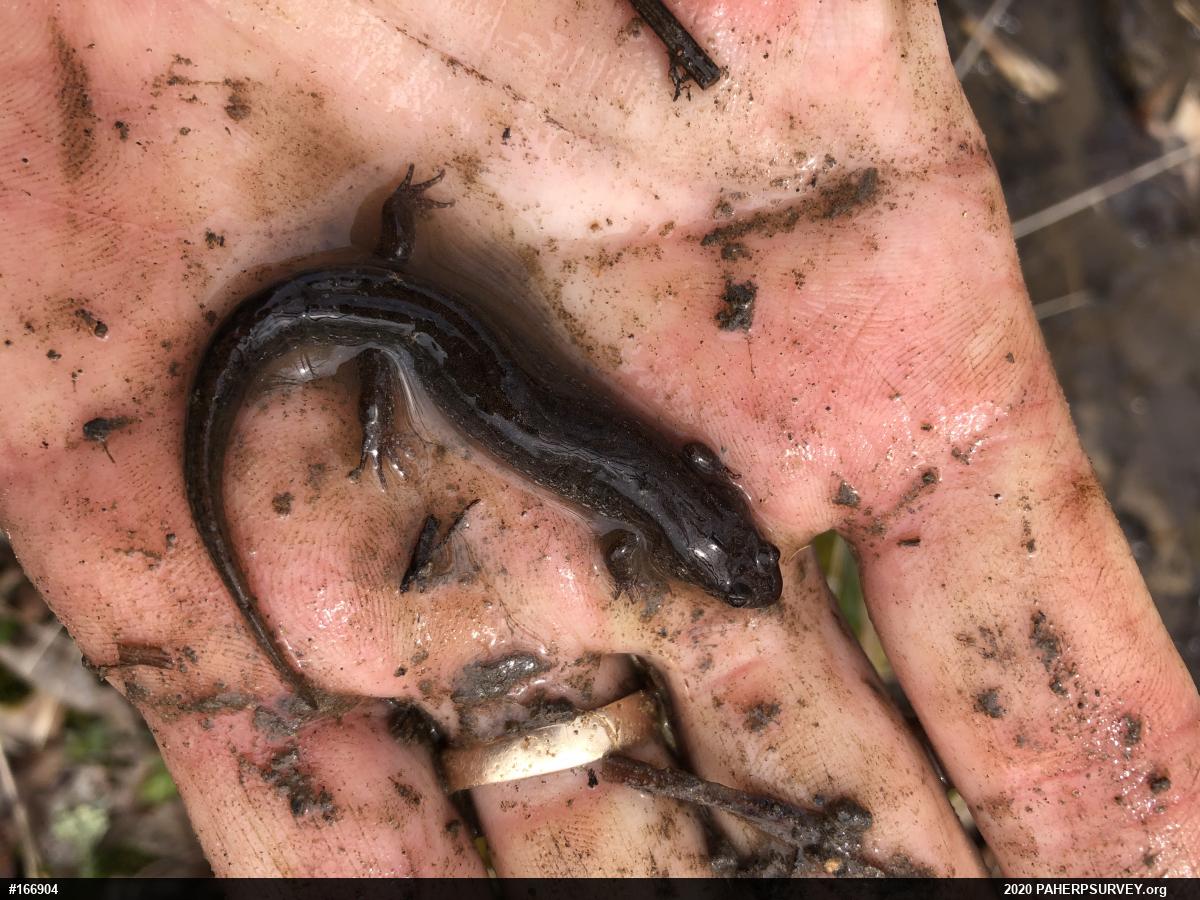 Northern Dusky Salamander