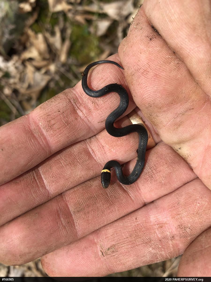Northern Ring-necked Snake