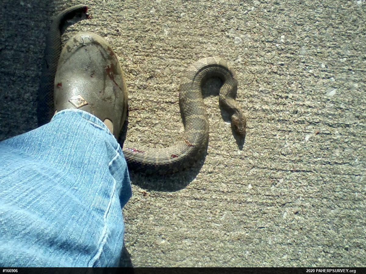 Northern Watersnake