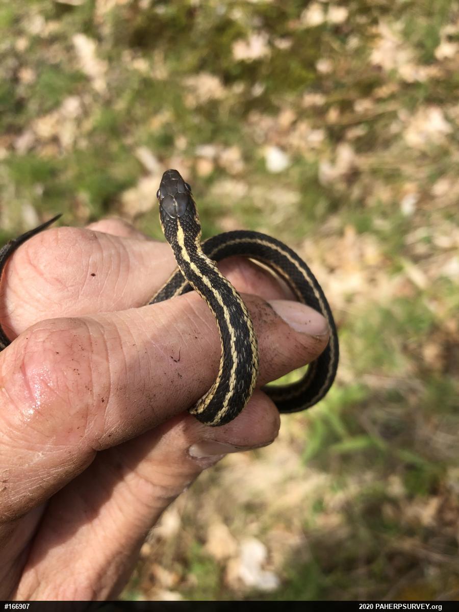 Eastern Gartersnake