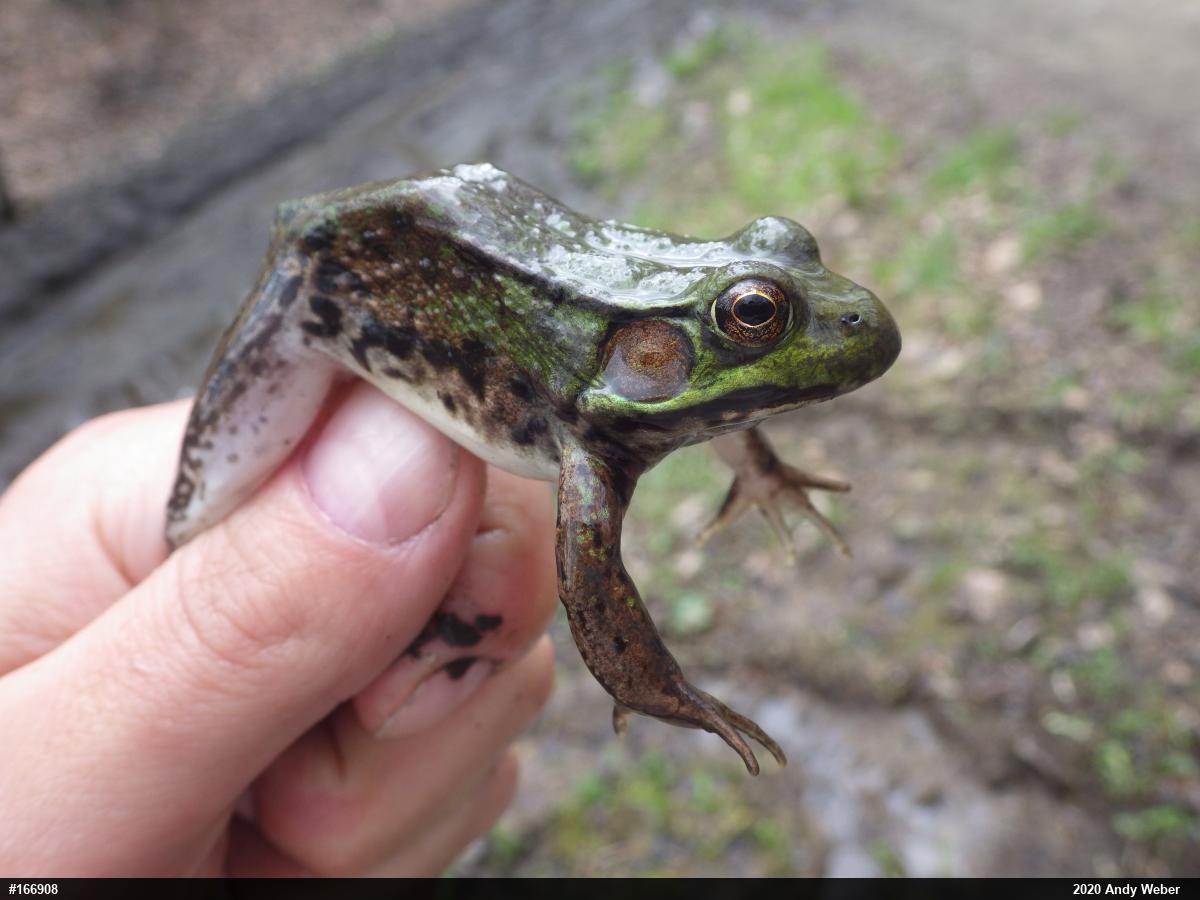 Green Frog