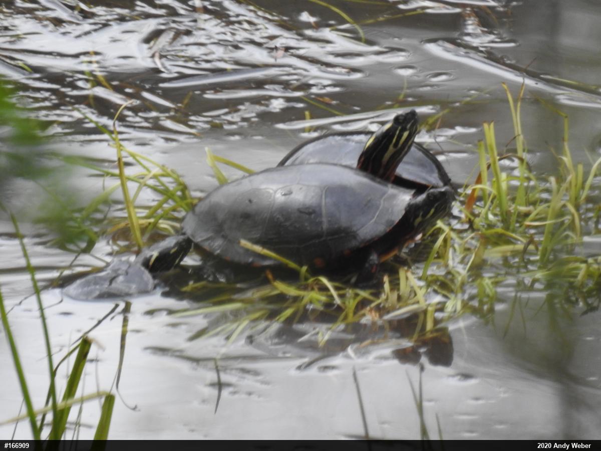 Painted Turtle