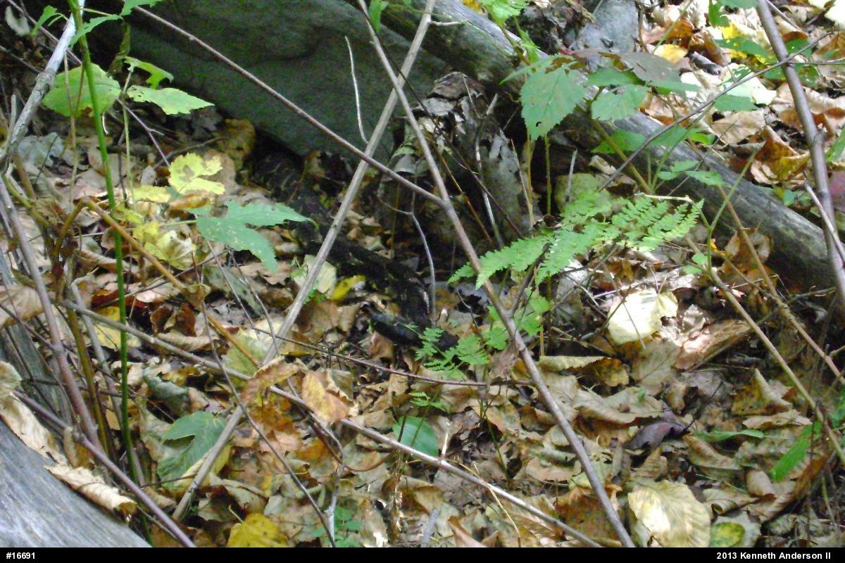 Timber Rattlesnake