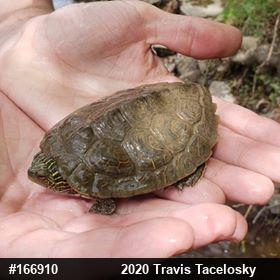 Northern Map Turtle