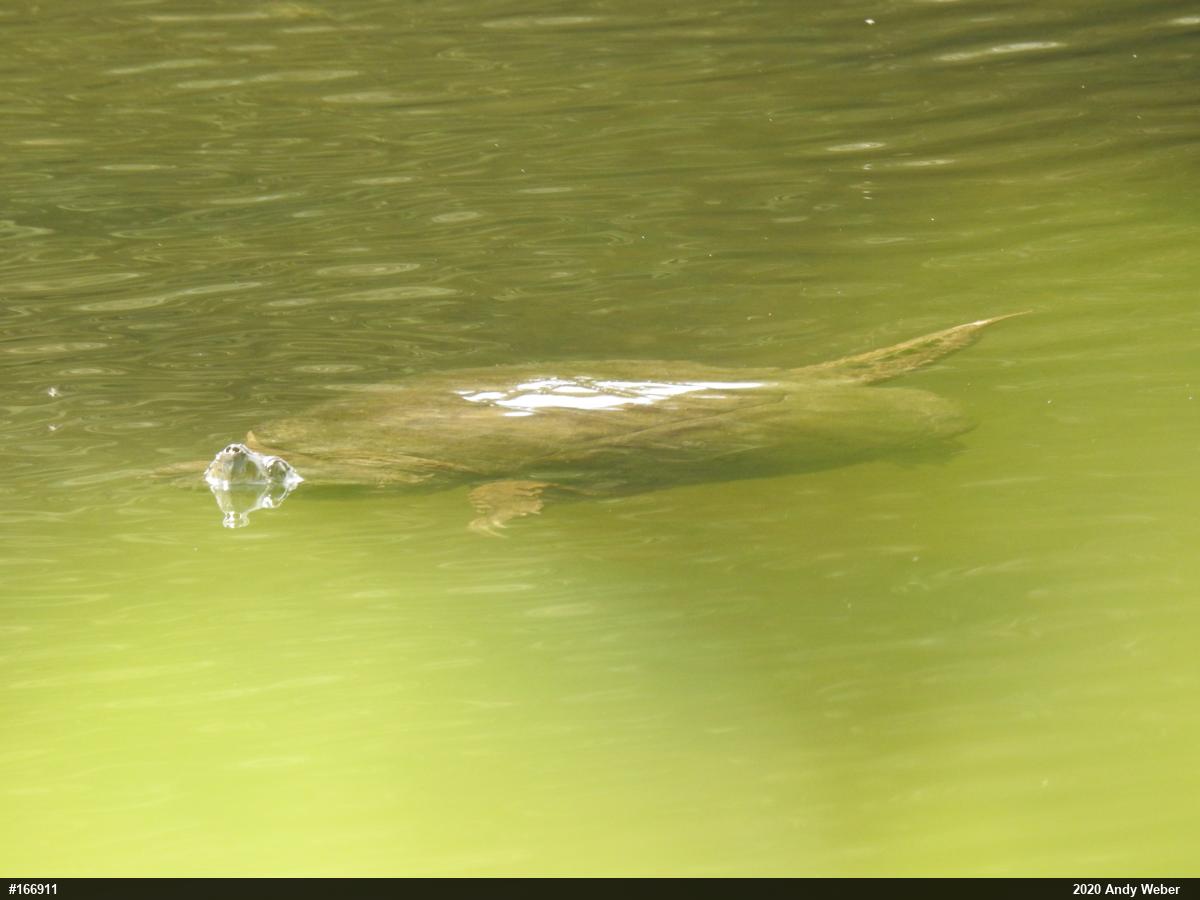 Snapping Turtle