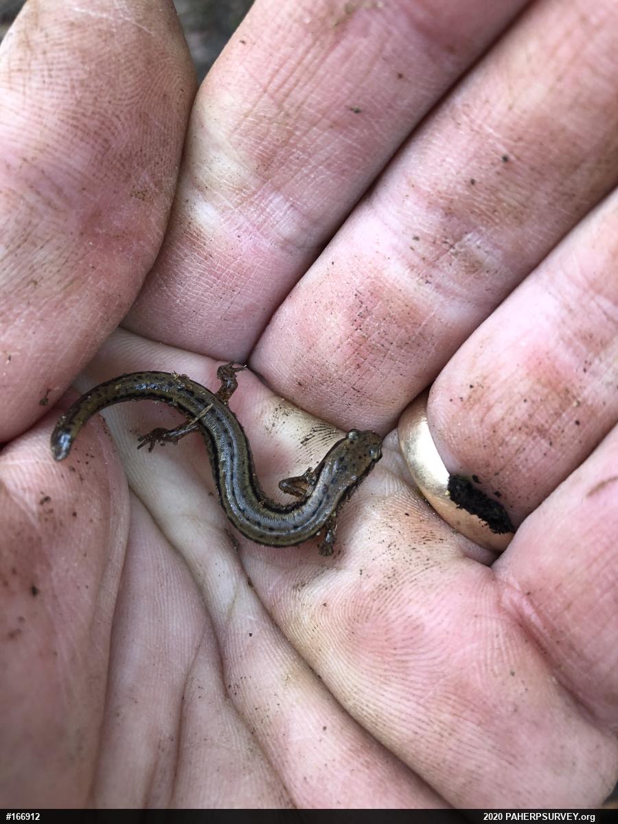 Northern Two-lined Salamander